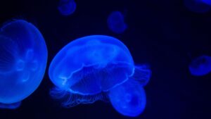 Blue glowing jellyfish under the sea, illustrating jellyfish stings