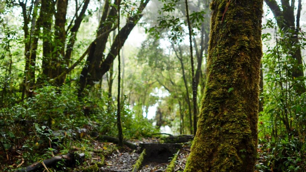 Hummingbird Watching a lush forest trail ideal for spotting hummingbirds