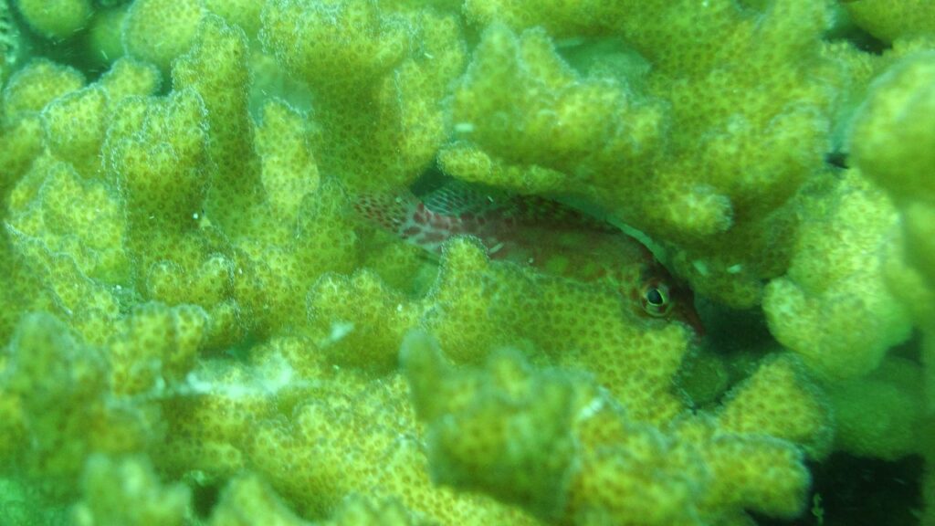 Expansive coral landscape seen while scuba diving in Costa Rica's clear waters