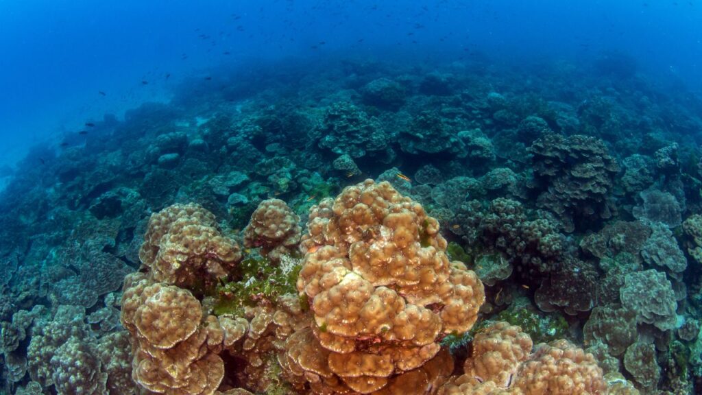 Cocos Island scuba diving