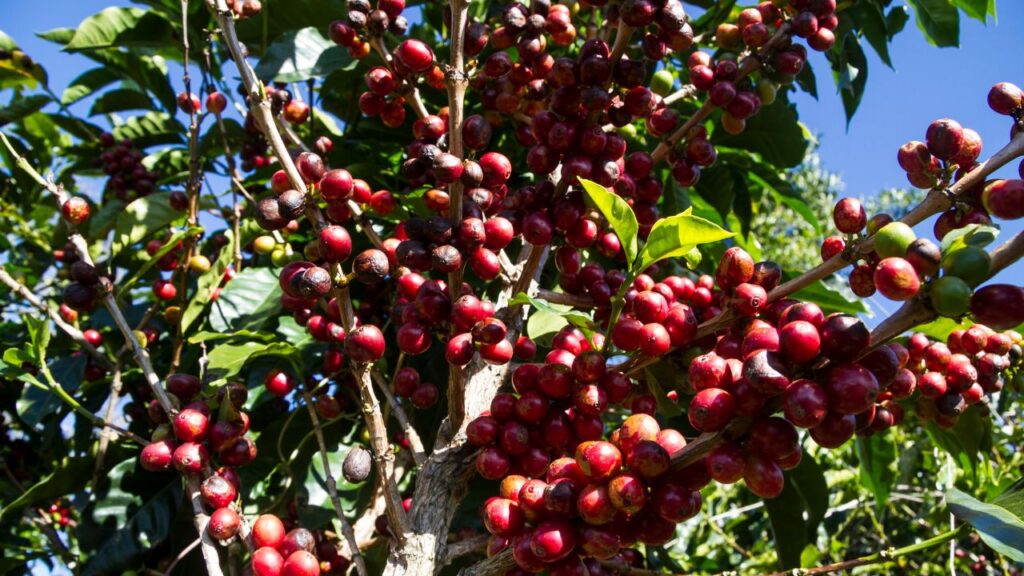 Exploring the Rich Coffee Culture of Costa Rica 4 Costa Rica Coffee berries on the tree