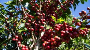 Costa Rica Coffee berries on the tree