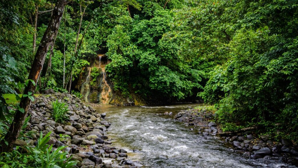 Hummingbird Watching a secluded river winding through a dense tropical forest, a prime location for observing hummingbirds