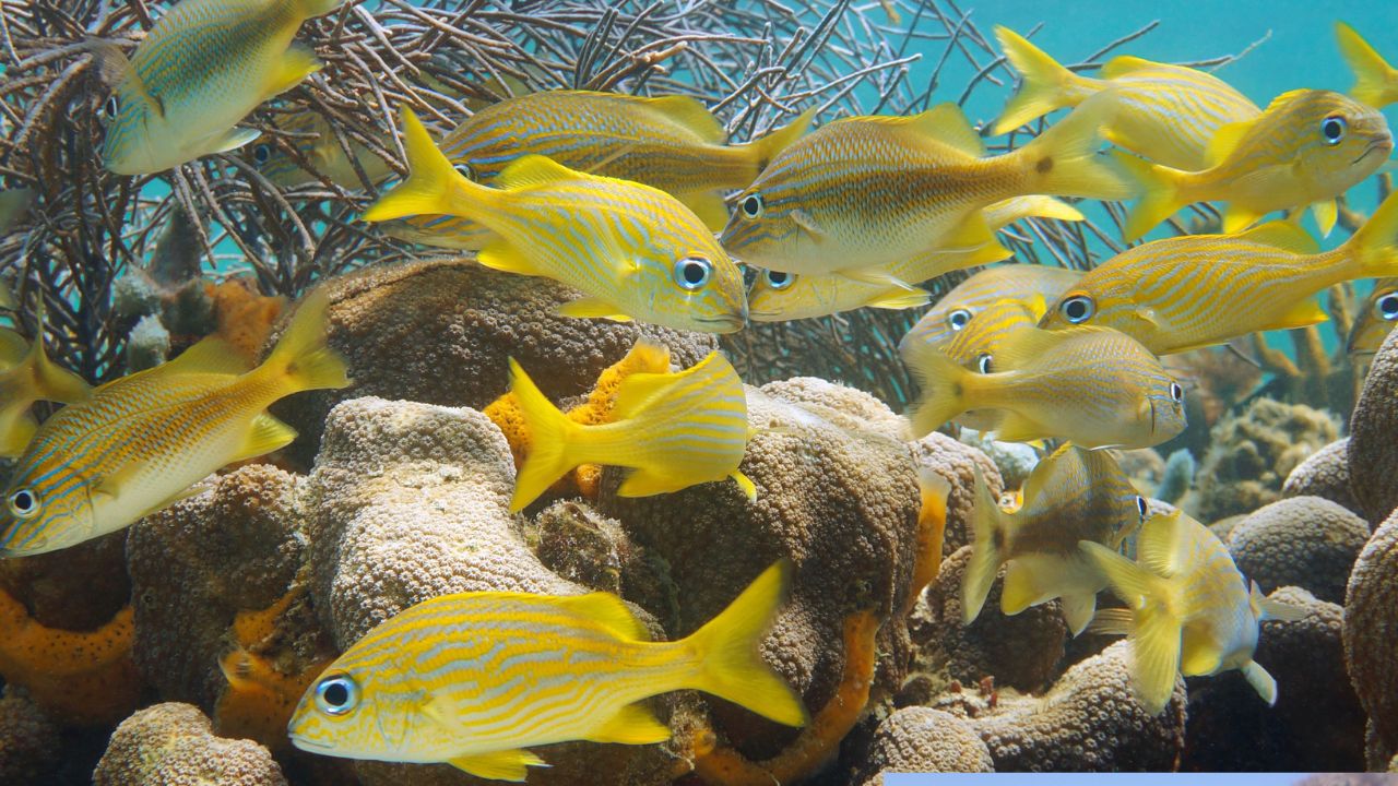 A school of fish swimming in the pristine waters of Costa Rica, perfect for scuba diving.