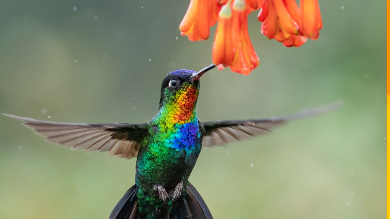 Hummingbird Watching colorful bird feeding on flowers