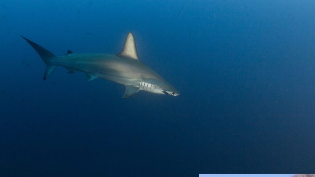 Shark swimming past coral formations on a Costa Rica scuba diving adventure