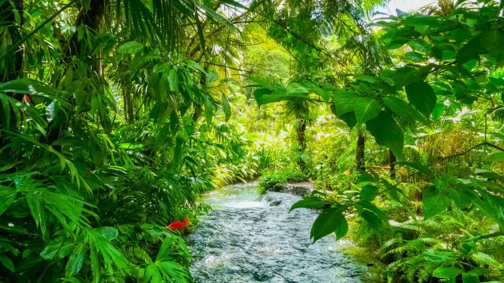 Hummingbird Watching a lush tropical river surrounded by dense vegetation, ideal for spotting hummingbirds