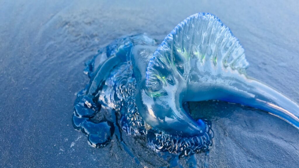 Jellyfish Stings on a blue Portuguese man o' war on the sand