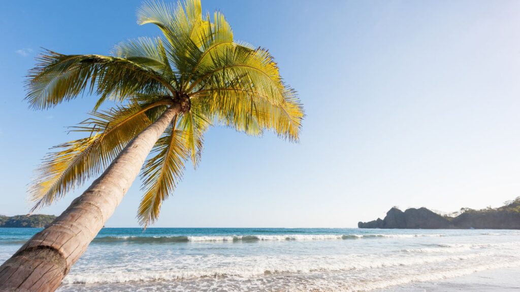 Lone palm tree on Tamarindo Beach, celebrated as one of the best beaches in Costa Rica