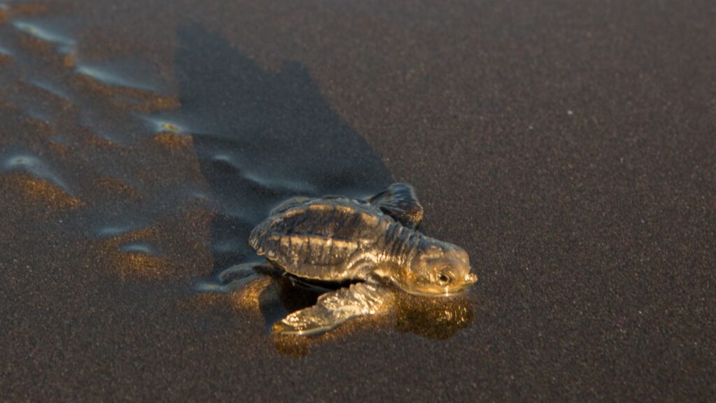 A baby turtle crawling towards the ocean in Costa Rica, an iconic sight for scuba divers