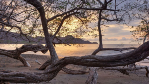 Dangers of the Manchineel Tree at Beach Sunset