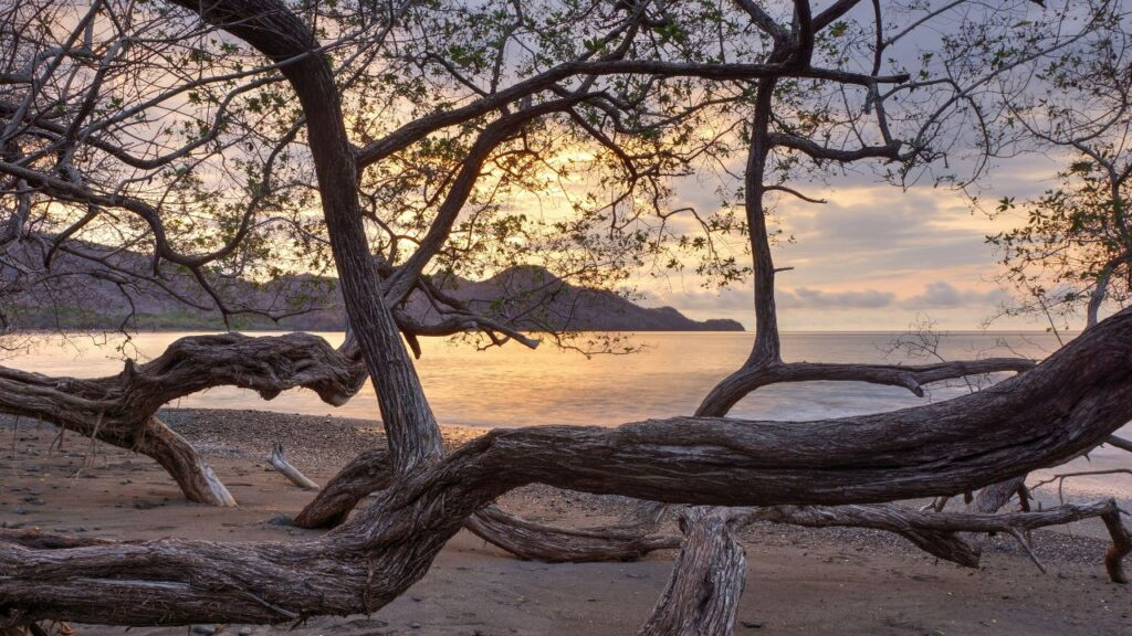 Alarming Discovery: Manchineel Tree Dangers in Costa Rica #1