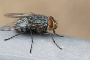 Macro shot of a fly