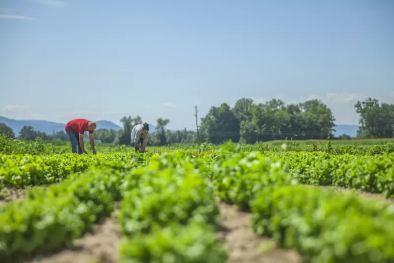 Numerous vegetables in the field, screwworm infection